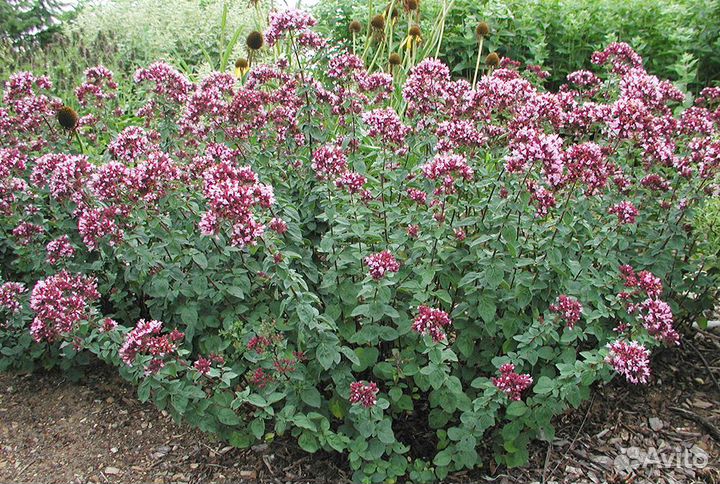 Растения пряные травы - мята и другие