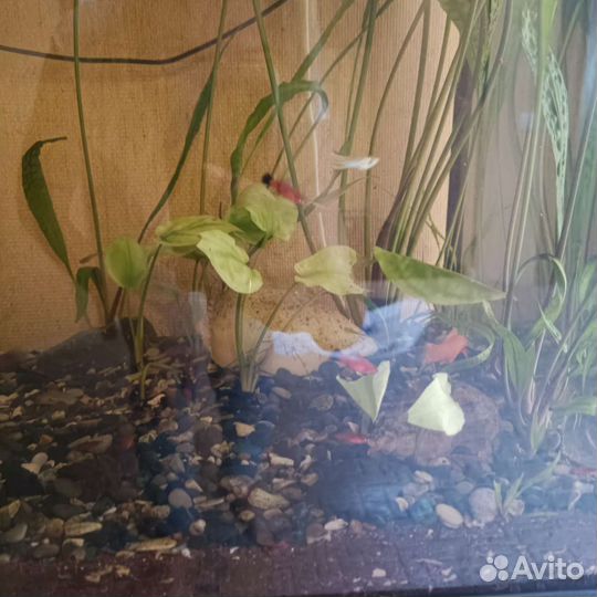 Аквариумные рыбки