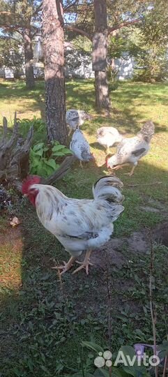 Куры master грей