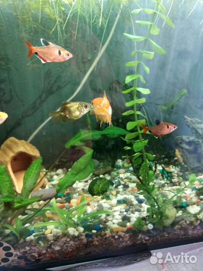 Аквариумные рыбки