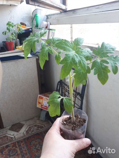 Рассада томатов, перцев и баклажан