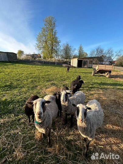Баран эдильбаевский овцы с ягнятами