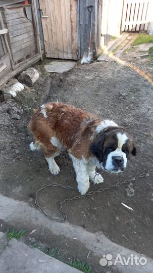 Отдам щенка в добрые руки