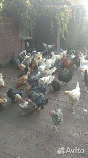 Домашние куриные яйца, куры