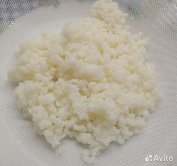 Тибетский кефирный (молочный) гриб