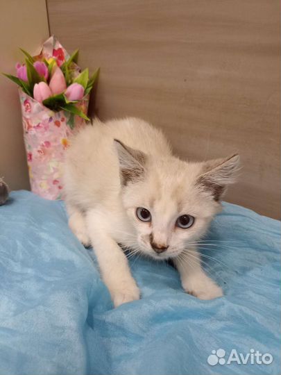 Котенок в добрые руки