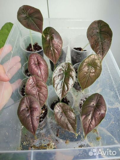 Детки алоказии Синуата и Азлани