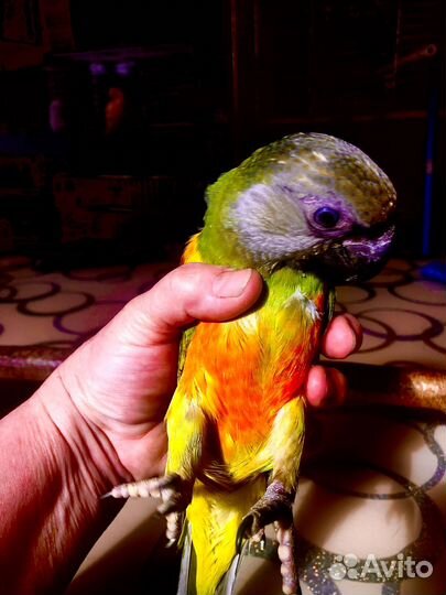 Сенегальские попугаи птенцы выкормыши