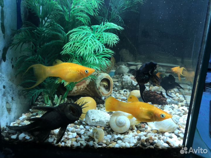 Моллинезия