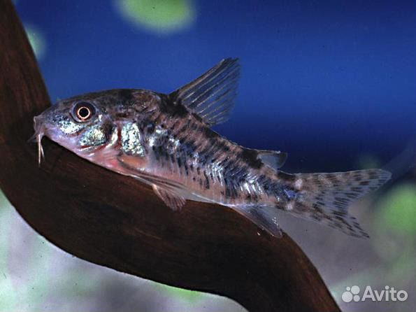 Коридорас крапчатый сомик
