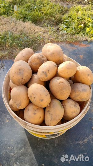 Картошка свежая