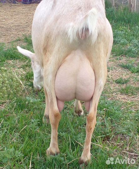 Дойные козы