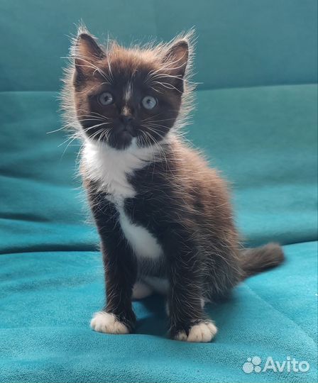 Отдам кота в добрые руки