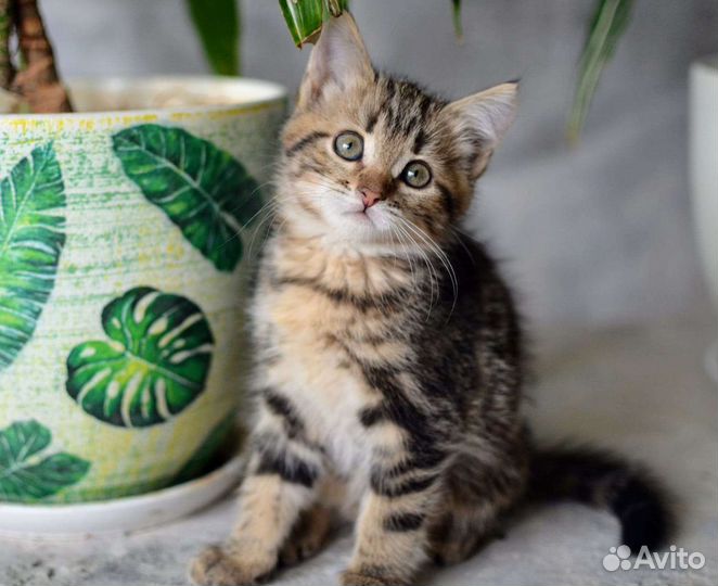 Котенок Стеша в добрые руки)