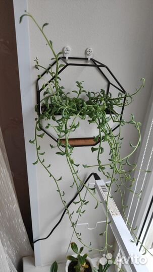 Крестовник Геррейна, Роули, Дельфин