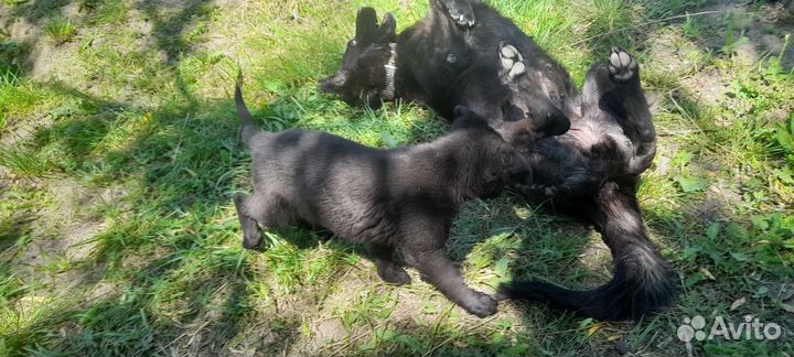 Щенки немецкой овчарки черные