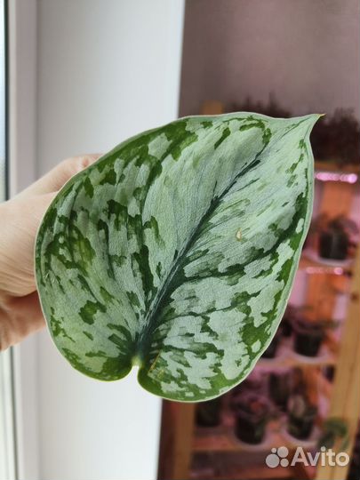 Сциндапсус Silver Cloud