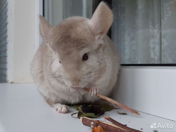 Шиншилла девочка носитель ангоры