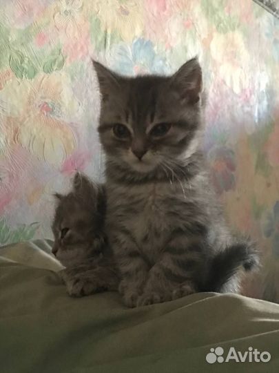 Шотландские котята