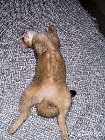 Шотландские золотые шиншиллы котята