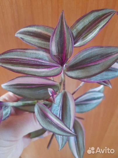 Традесканция, ахризон, хатиора