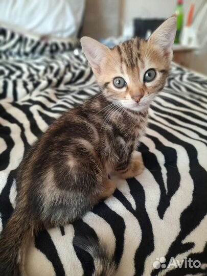 Бенгальские котята