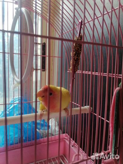 Неразлучник розовощекий