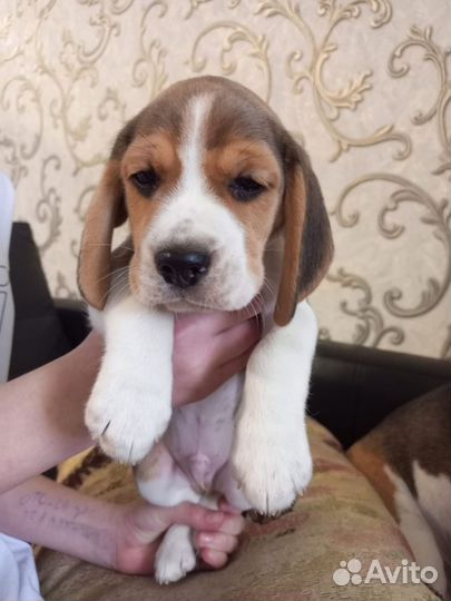 Щенки бигль