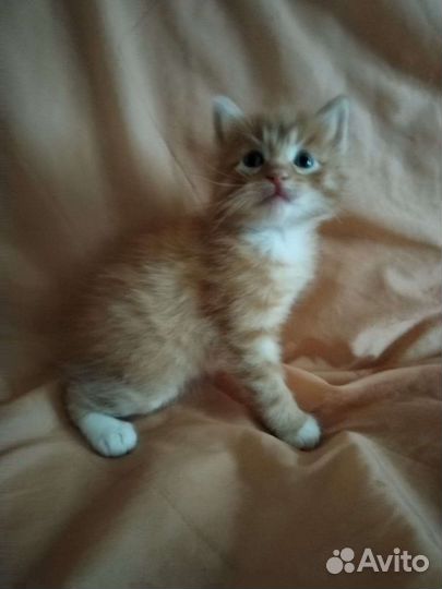 Курильский бобтейл