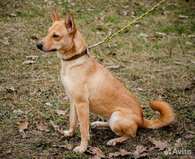 Собака Бемби, 3 года, весёлый звоночек