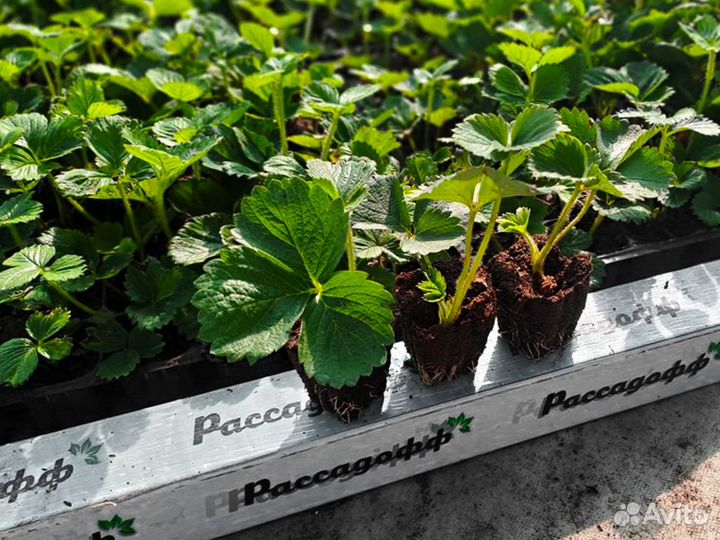 Рассада клубники. Элитные сорта