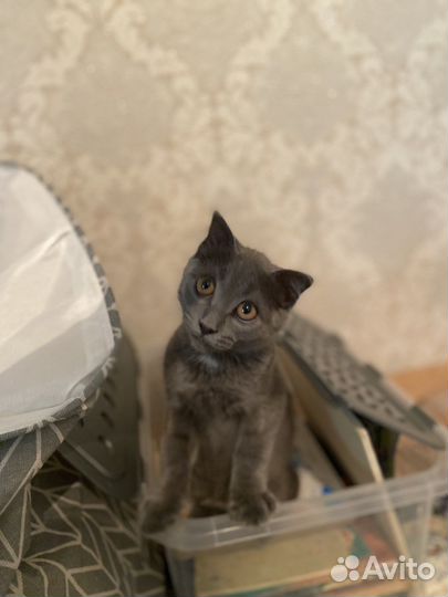 Британская кошка