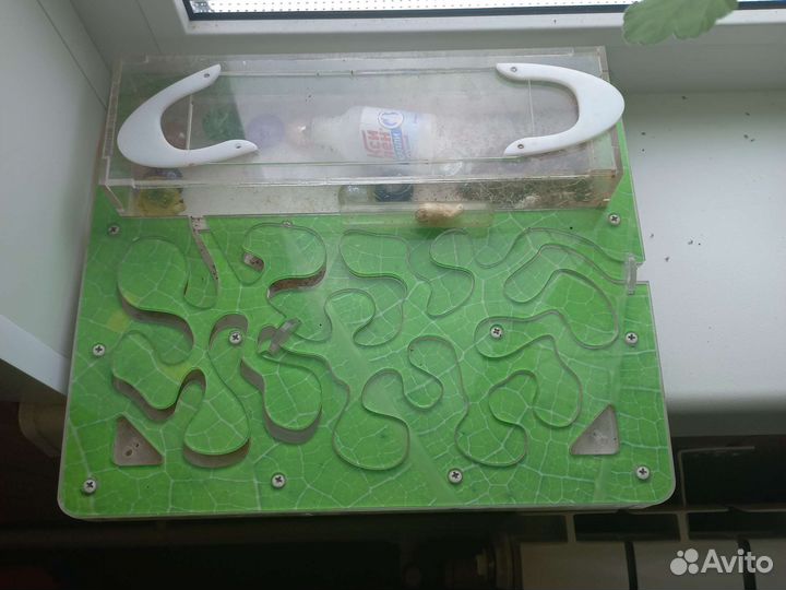 Муравьиная ферма с муравьями