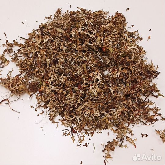 Исландский мох (Цетрария), цена за 1 кг от 30 кг