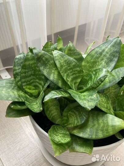 Сансевиерия ханни