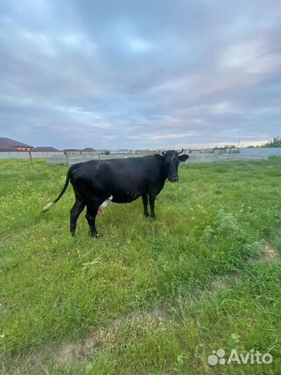 Корова дойная