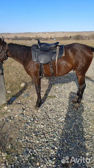 Седло престиж