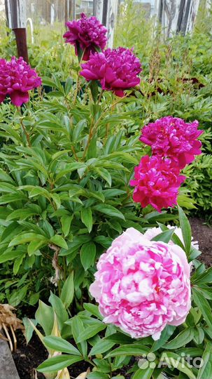 Чудесные пионы