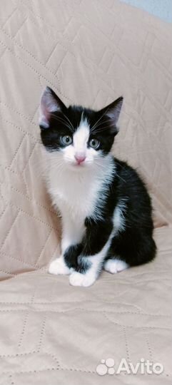 Котята. Ищем любящих хозяев