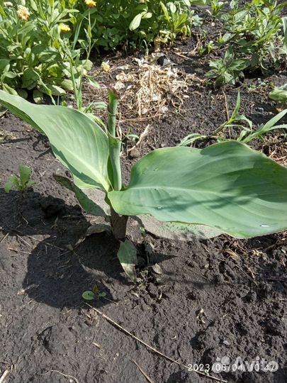 Калла, канна