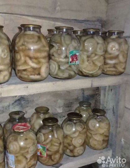 Грибы. Грузди