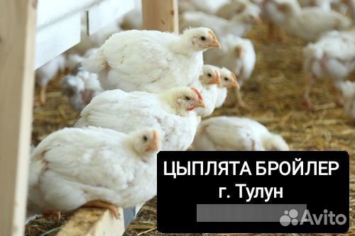 Куры бройлеры