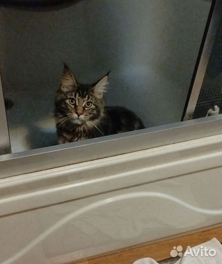 Мейн-кун девочка