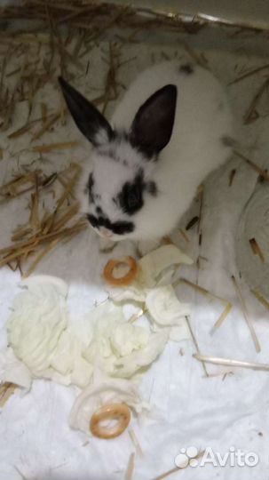 Передержка животных