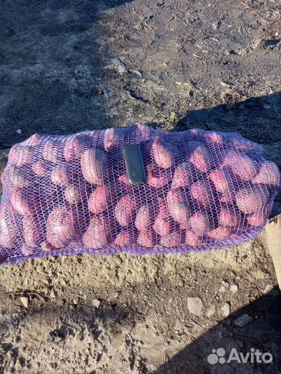 Продам картофель оптом