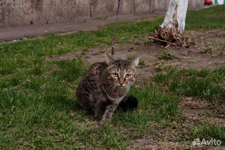 Кот в добрые руки