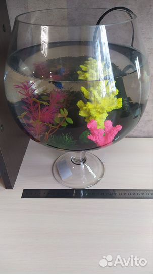 Аквариум с рыбкой