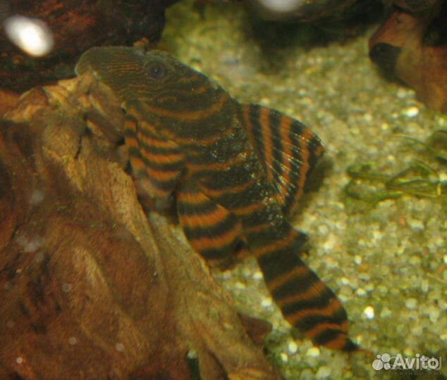 Анциструс L144, L 397, L181