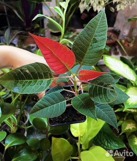 Растения все по одной цене