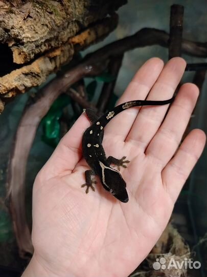 Correlophus sarasinorum геккон